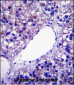 PNPLA4 Antibody (C-term)